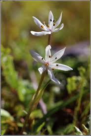 Image result for Wurmbea