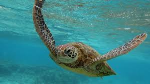Why choose and ocean cruise? Is It True 90 Of Ocean Plastic Is From 10 Asia Africa Rivers Wusa9 Com