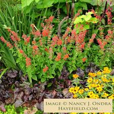 Image result for Salvia coccinea
