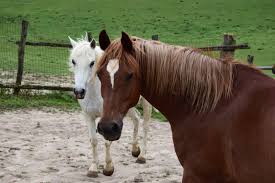 hình ảnh : con ngựa, Động vật có vú, Động vật có xương sống ...