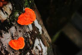 Check spelling or type a new query. Kulat Warna Oren Lokasi Jeti Pantai Pasir Hitam Langkaw Erme H Zullkifli Flickr