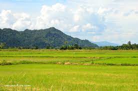 Curug cigetruk wisata alam baru di cirebon, dengan pemandangan sawah. Pemandangan Sawah Padi Di Kampung Via Blogger Ift Tt 2vybg Flickr