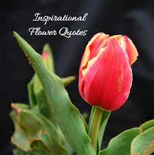 Really amazing, beautiful set of pictures + heart warming quotes! Inspirational Flower Quotes Motivational Sayings With Photos Of Flowers