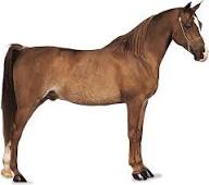 Horse | Definition, Breeds, Pictures, Evolution, & Facts | Britannica