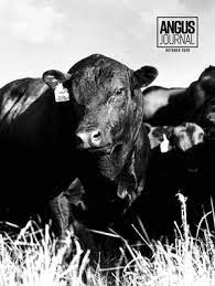 Calameo Angus Journal Oct 2020