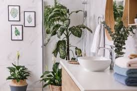 .plant, bedroom plant, home office plant, and kitchen plant, aloe vera is also a perfect bathroom plant gardenias are tropical plants, so they make great bathroom plants. Plants That Thrive In The Bathroom Ahern Nurseries Limerick