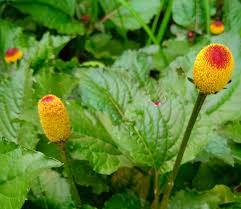 Image result for Dicoma capensis