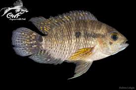 Image result for Eschenbachia gouanii