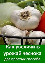 какой способ размножения используют при выращивании картофеля и лука Vsego Lish Dve Malenkie Hitrosti Pomogut Silno Uvelichit Urozhaj Chesnoka Konechno Esli Ne Soblyudat Ag Sadovodstvo Na Balkone Dachnye Rasteniya Posadka Chesnoka