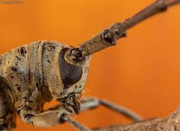 Image result for Loxodera bovonei