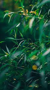 Find & download free graphic resources for green background. Green Phone Wallpaper 920x1636 Download Hd Wallpaper Wallpapertip