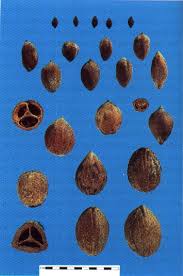 Image result for Canarium