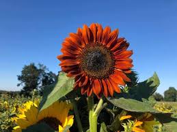 See what bunga matahari (bungaem) has discovered on pinterest, the world's biggest collection of ideas. Kebun Bunga Matahari Jombang Posts Facebook