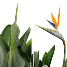 The strelitzia is the official flower of los angeles, although it originates from south africa. Strelitzie Paradiesvogelblume Pflege 123zimmerpflanzen