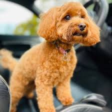 Sylvia Borg (sylviadborg)