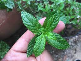 How To Grow Mint Growing Mint Mint Plants Aromatic Plant