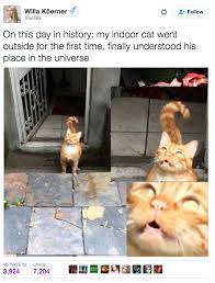 17 Tweets Every Cat Person Needs To See Funny Cat Memes Funny Animal Memes Funny Animals