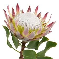 King Protea Flower 12 Stems J R Roses Wholesale Flowers Protea Flower King Protea Bulk Flowers Online