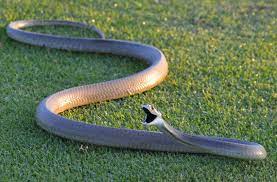 Aespa 에스파 'black mamba' the debut stage. News Paul L Lloyd Handling A Black Mamba