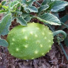 Image result for Cucumis