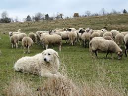 E' un cane dalle origini antichissime, che risalgono all'epoca dei cani primitivi dell'asia centrale, poi diffusi in tutta europa. Contro Orsi E Lupi C E Il Pastore Maremmano In Trentino 15 Esemplari