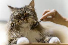 9 Surprising Home Remedies For Cat Hairballs Cat Fleas Cat Grooming Cat Care