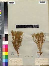 Image result for Afrohybanthus afer