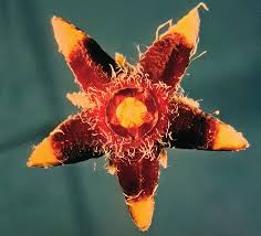 Image result for Ceropegia incana