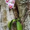 Unusual perennial orchids for your garden/terrace? 1