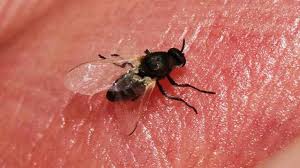 What do gnats look like? Why Are Gnats So Bad This Year Wics