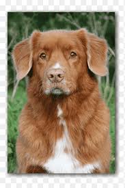 Nova scotia duck tolling retriever puppy. Nova Scotia Duck Tolling Retriever Chesapeake Bay Retriever Golden Retriever Puppy Dog Breed Golden Retriever Animals Carnivoran Png Pngegg