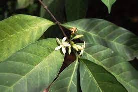 Image result for Flabellaria paniculata