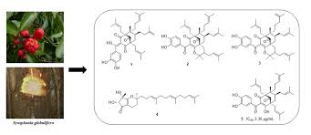 Image result for Symphonia globulifera