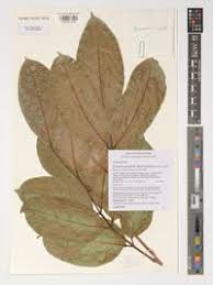 Image result for Pseudospondias