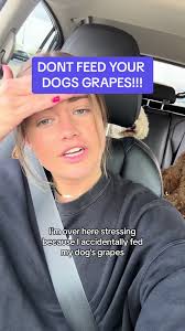 What Dog Food Is Not Safe for A Golden Doodle