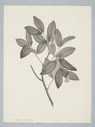 Image result for Xylocarpus