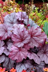 Check spelling or type a new query. Buy Georgia Plum Heuchera Plants Free Shipping 5 Pack Of Quart Pots Coral Bell Plants For Sale Online From Wilson Bros Gardens