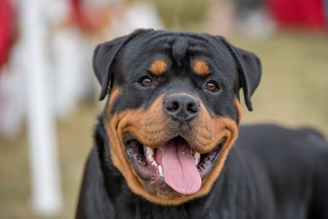 14 Best Black-and-Tan Dog Breeds