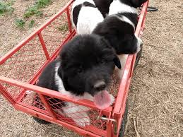 Check spelling or type a new query. Great Pyrenees Newfoundland Designers Home Facebook