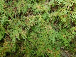 Image result for Selaginella eublepharis