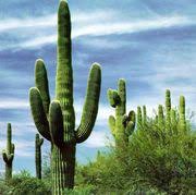 Pero es precisamente por esta razón que se piensa que no son un. Como Los Cactus Pueden Aguantar Tantos Meses Sin Agua Programa Prensa Escuela
