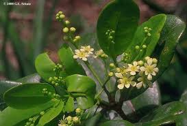 Image result for Homalium