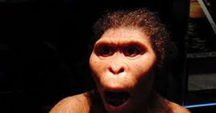 Entelognathus le petit poisson anc tre de l homme 26 09 2013. Le Saviez Vous L Australopitheque Lucy N Est Pas L Ancetre De L Homme Sur Buzz Insolite Et Culture