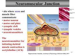 Pin By Frenegonde Pirol On Fiziological Neuromuscular Neuromuscular Junction Neurotransmitters