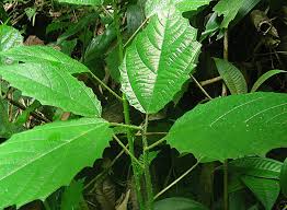 Image result for Tragia hildebrandtii