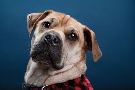 5 Common Pet Photography Mistakes And How To Avoid Them Animal Photography Pets Animal Pictures