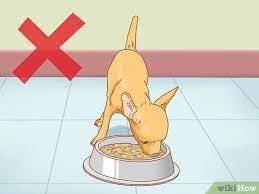 How To Care For Your Chihuahua With Pictures Wikihow