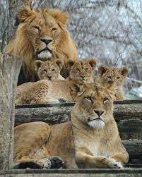 Lion Family Animals Beautiful Animals Lion Pictures