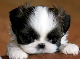 Junique shih tzu's in texas is your source for texas shih tzu puppies for sale where should my puppy sleep? Page 1 Shih Tzu Puppy Puppies Shitzu Puppies