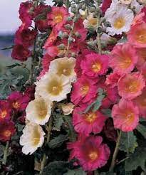 Chater's hollyhocks are frequently grown as biennials. Perennial Plants For Hummingbirds Hollyhocks Flowers Beautiful Flowers Hollyhock